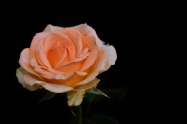 Koyu arkaplanda güzel çiçekler, yaz konsepti, yakın manzara  