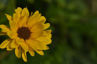 Güneşli yaz gününde bahçede yetişen güzel çiçekler. 