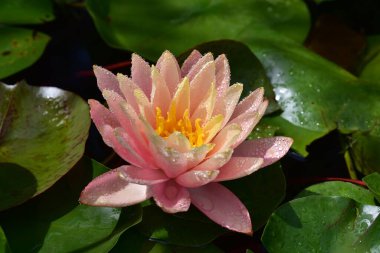 Yaz günü gölette büyüyen güzel nilüferler. 