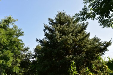 Mavi gökyüzü arka planında yeşil yaz ormanı manzarası 