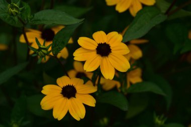 Güneşli yaz gününde bahçede yetişen güzel çiçekler. 