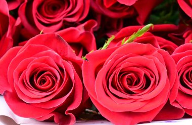 Koyu arkaplanda güzel güller, yaz konsepti, yakın manzara  