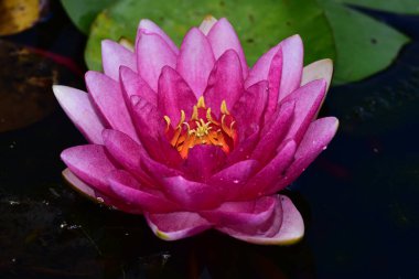 Güzel çiçek açan nilüfer çiçekleri yaz günü gölette büyür. 