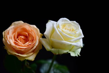 Koyu arkaplanda güzel çiçekler, yaz konsepti, yakın manzara  