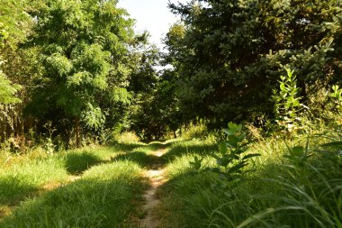 Mavi gökyüzü arka planında yeşil yaz ormanı manzarası 