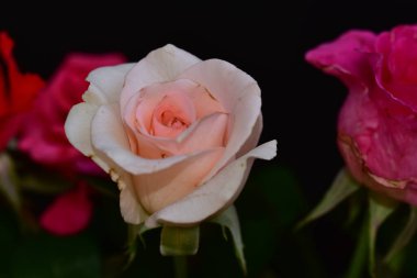 Koyu arkaplanda güzel güller, yaz konsepti, yakın manzara  