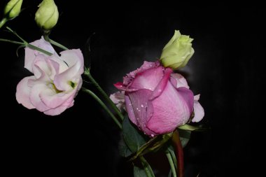 Koyu arkaplanda güzel çiçekler, yaz konsepti, yakın manzara  