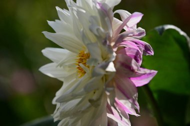 Güneşli yaz gününde bahçede yetişen güzel çiçekler. 