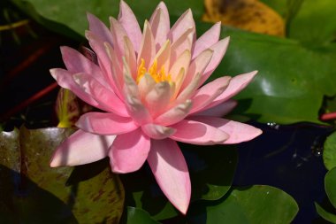 Yaz günü gölette büyüyen güzel nilüferler. 