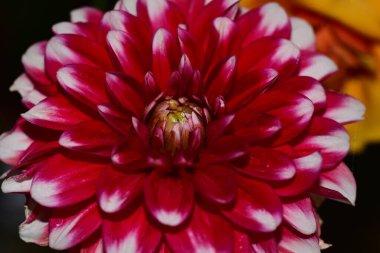 Koyu arkaplanda güzel bir çiçek, yaz konsepti, yakın görüş  