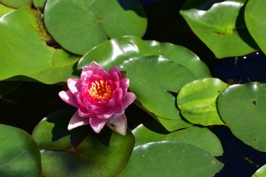 Güzel çiçek açan nilüfer çiçekleri yaz günü gölette büyür. 