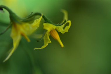 Güneşli yaz gününde bahçede yetişen güzel çiçekler. 