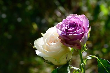 Güneşli yaz gününde bahçede yetişen güzel çiçekler. 