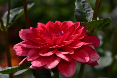 Güneşli yaz gününde bahçede yetişen güzel çiçekler. 