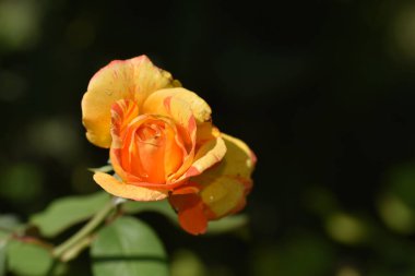 Koyu arkaplanda güzel bir gül, yaz konsepti, yakın görüş  