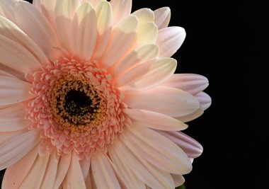 Karanlık arka planda güzel Gerbera çiçeği, yaz konsepti, yakın görüş  