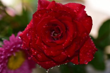 Güneşli yaz gününde bahçede yetişen güzel çiçekler. 