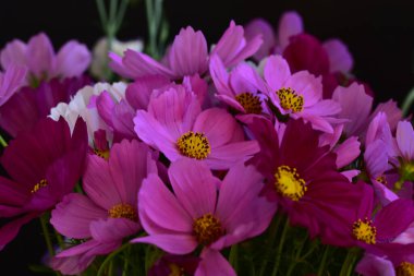 Koyu arkaplanda güzel çiçekler, yaz konsepti, yakın manzara  