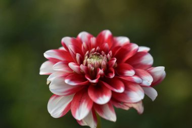 Güneşli yaz gününde bahçede yetişen güzel çiçekler. 