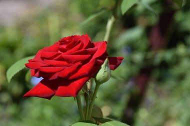 Güneşli yaz gününde bahçede yetişen güzel çiçekler. 