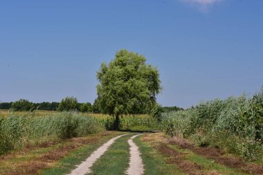 Yeşil yaprakları ve çalıları olan ağaçların manzarası, mavi yaz gökyüzünün arka planında, kır yolu yakınlarında büyüyor. 