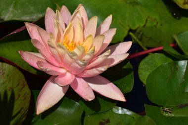 Yaz günü gölette büyüyen güzel nilüferler. 