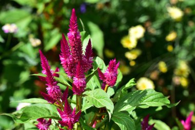 Güneşli bir günde bahçede büyüyen güzel çiçekler. 