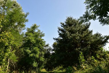 Mavi gökyüzü arka planında yeşil yaz ormanı manzarası 