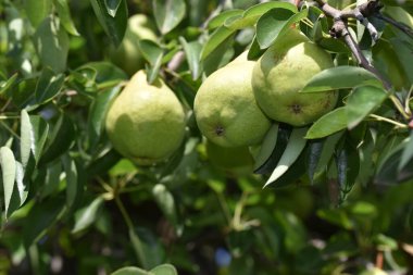 Açık havada yetişen olgun armutları olan ağaç, yaz konsepti, yakın görüş  