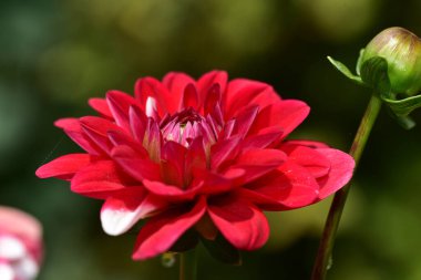 Güneşli yaz gününde bahçede büyüyen güzel bir çiçek. 