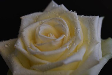 Koyu arkaplanda güzel çiçekler, yaz konsepti, yakın manzara  