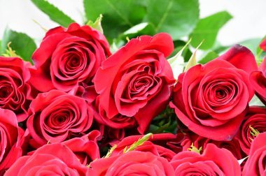 Koyu arkaplanda güzel güller, yaz konsepti, yakın manzara  