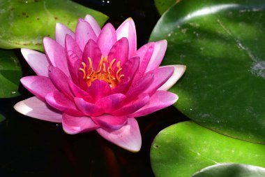 Güzel çiçek açan nilüfer çiçekleri yaz günü gölette büyür. 