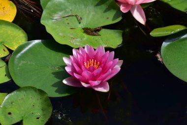 Yaz günü gölette büyüyen güzel nilüferler. 