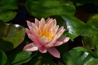 Yaz günü gölette büyüyen güzel nilüferler. 