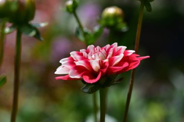 Güneşli yaz gününde bahçede yetişen güzel çiçekler. 