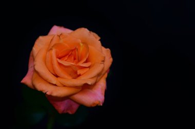 Koyu arkaplanda güzel çiçekler, yaz konsepti, yakın manzara  