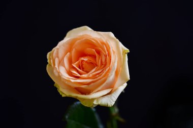 Koyu arkaplanda güzel çiçekler, yaz konsepti, yakın manzara  