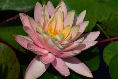 Yaz günü gölette büyüyen güzel nilüferler. 