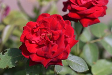 Güneşli yaz gününde bahçede yetişen güzel çiçekler. 