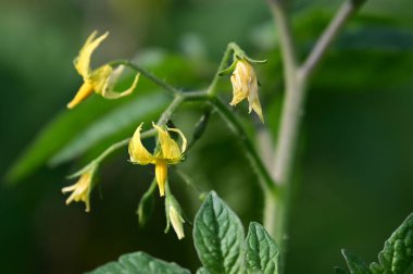 Güneşli yaz gününde bahçede yetişen güzel çiçekler. 