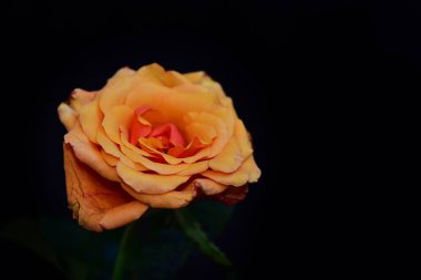 Koyu arkaplanda güzel çiçekler, yaz konsepti, yakın manzara  