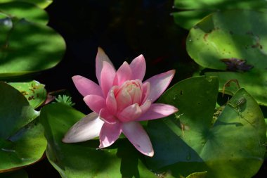 Yaz günü gölette büyüyen güzel nilüferler. 