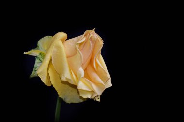 Koyu arkaplanda güzel çiçekler, yaz konsepti, yakın manzara  