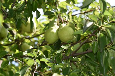 Açık havada yetişen olgun armutları olan ağaç, yaz konsepti, yakın görüş  