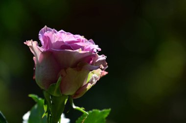 Güneşli yaz gününde bahçede yetişen güzel çiçekler. 
