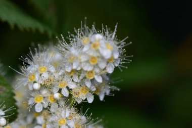 Güneşli yaz gününde bahçede yetişen güzel çiçekler. 