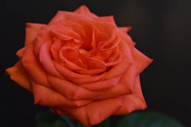 Koyu arkaplanda güzel çiçekler, yaz konsepti, yakın manzara  