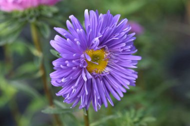 Güneşli yaz gününde bahçede yetişen güzel çiçekler. 