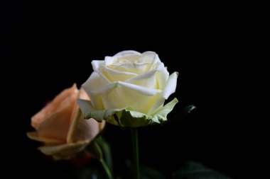 Koyu arkaplanda güzel çiçekler, yaz konsepti, yakın manzara  